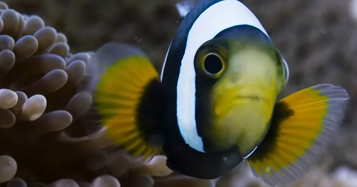 Saddleback Clownfish Work Together to Use a Shell as a Nursery