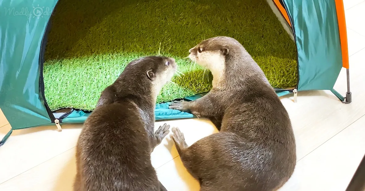 2 Adorable Otters Have Fun Playing Around With Their New Tiny Tent