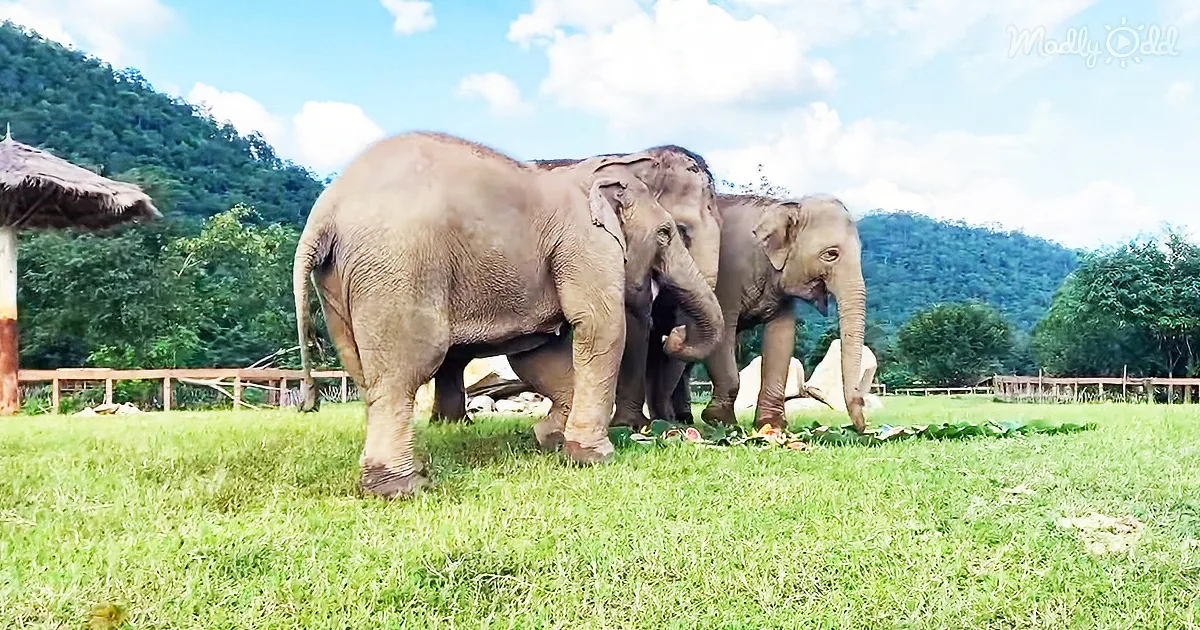 Three elephants walk on grass near a hut, with trees and hills in the background.