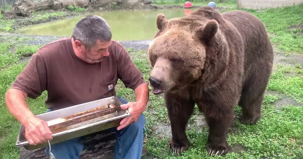 Man Feeds Full-Sized Syrian Rescue Bear With a Regular-Sized Spoon