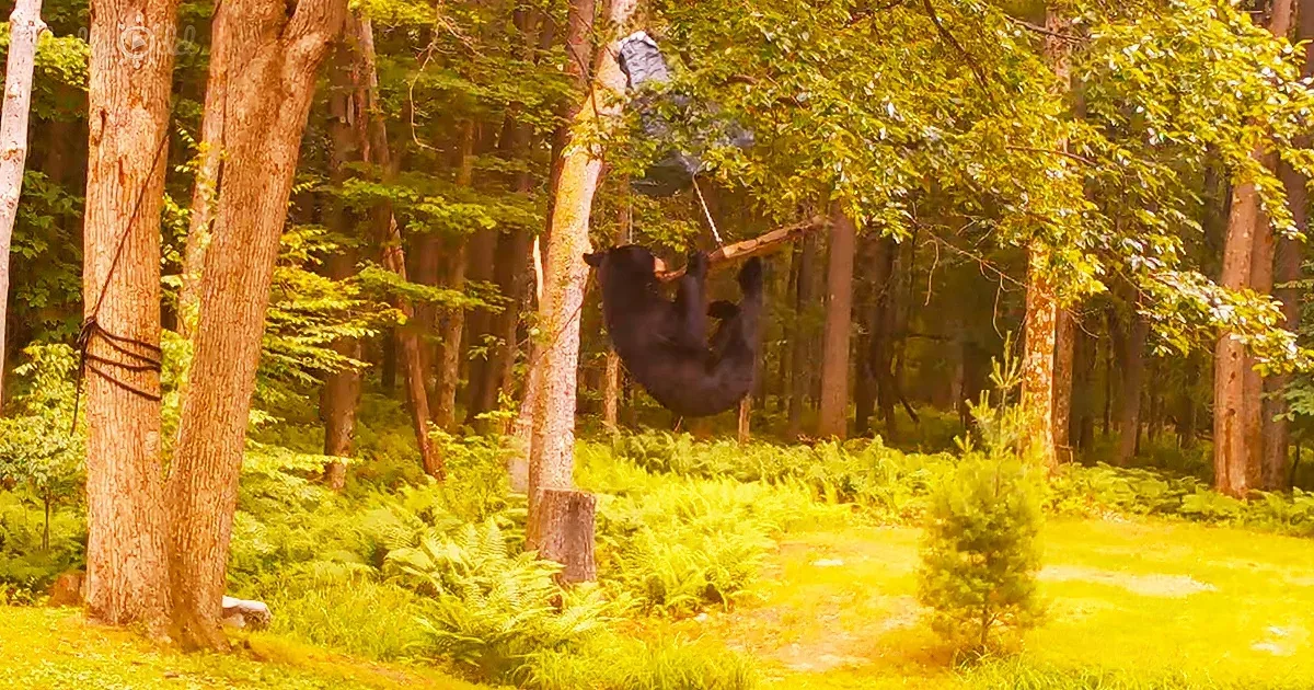 A bear hangs upside down from a tree in a lush forest.