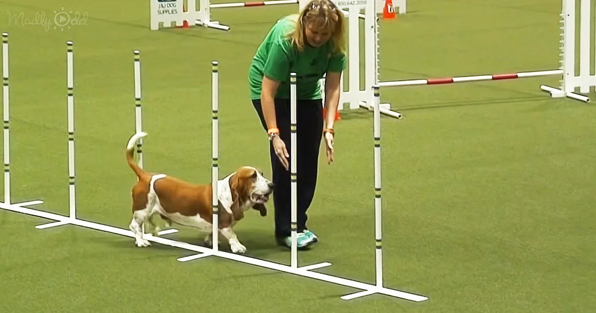 ''Untrainable'' Rescued Basset Hound Astonishes on Agility Course