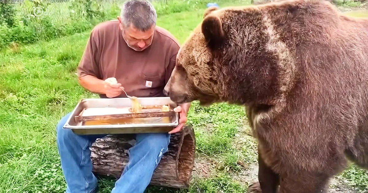 A Syrian Brown Bear Has Great Table Manners While Being Fed Honey