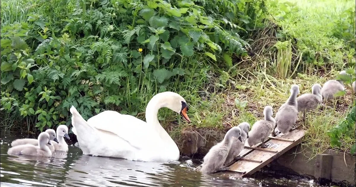 A swan with a brood of cygnets stands on a grassy field, surrounded by greenery.