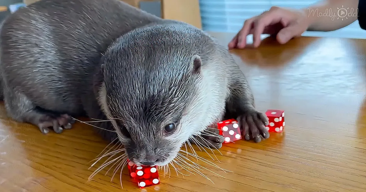 Cute Otter Rolls the Dice and Wins the Hearts of Millions