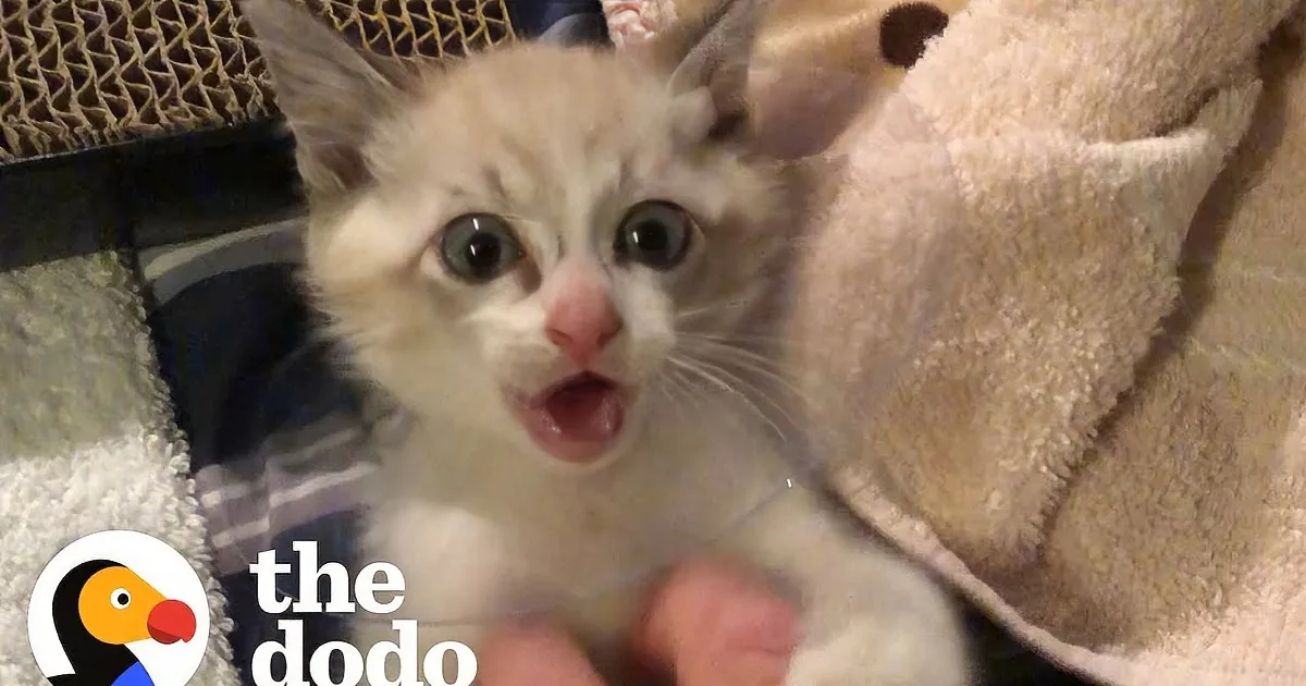 Guy Who Didn''t Like Cats Finds One in His Tire and They Bond ''Furever''