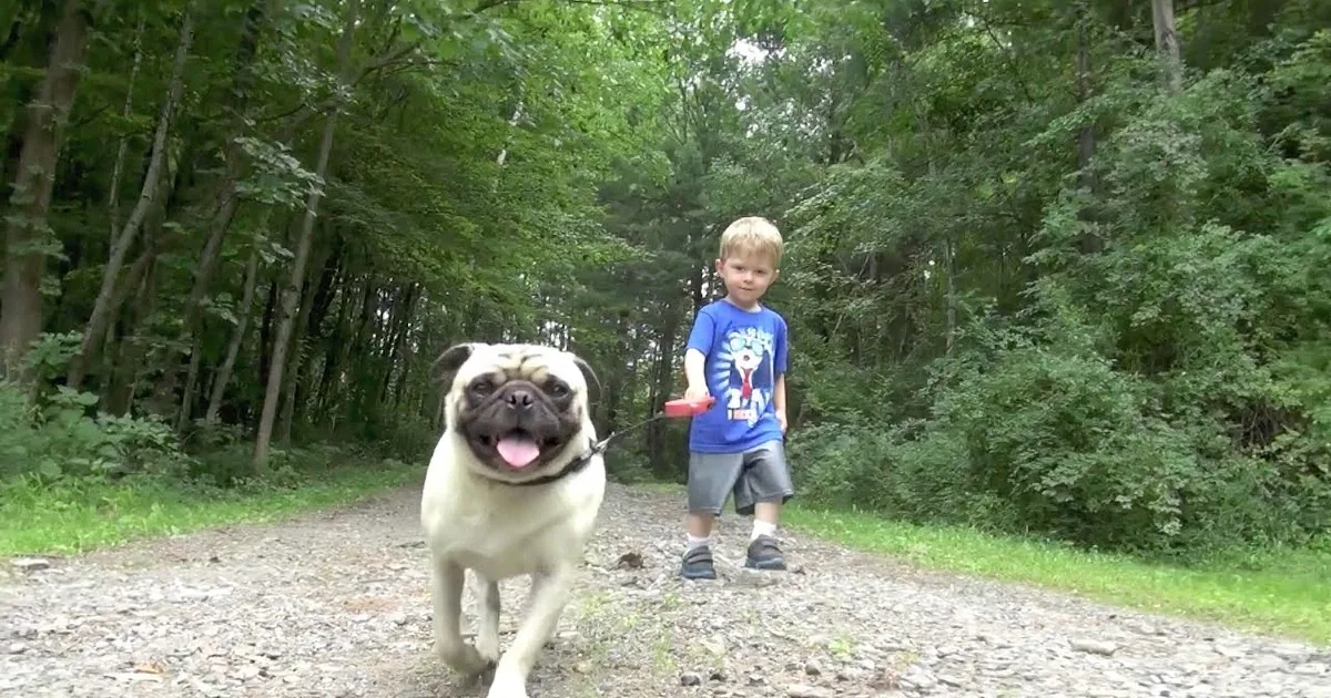 Toddler Walks His Pug Outside Their House for the First Time