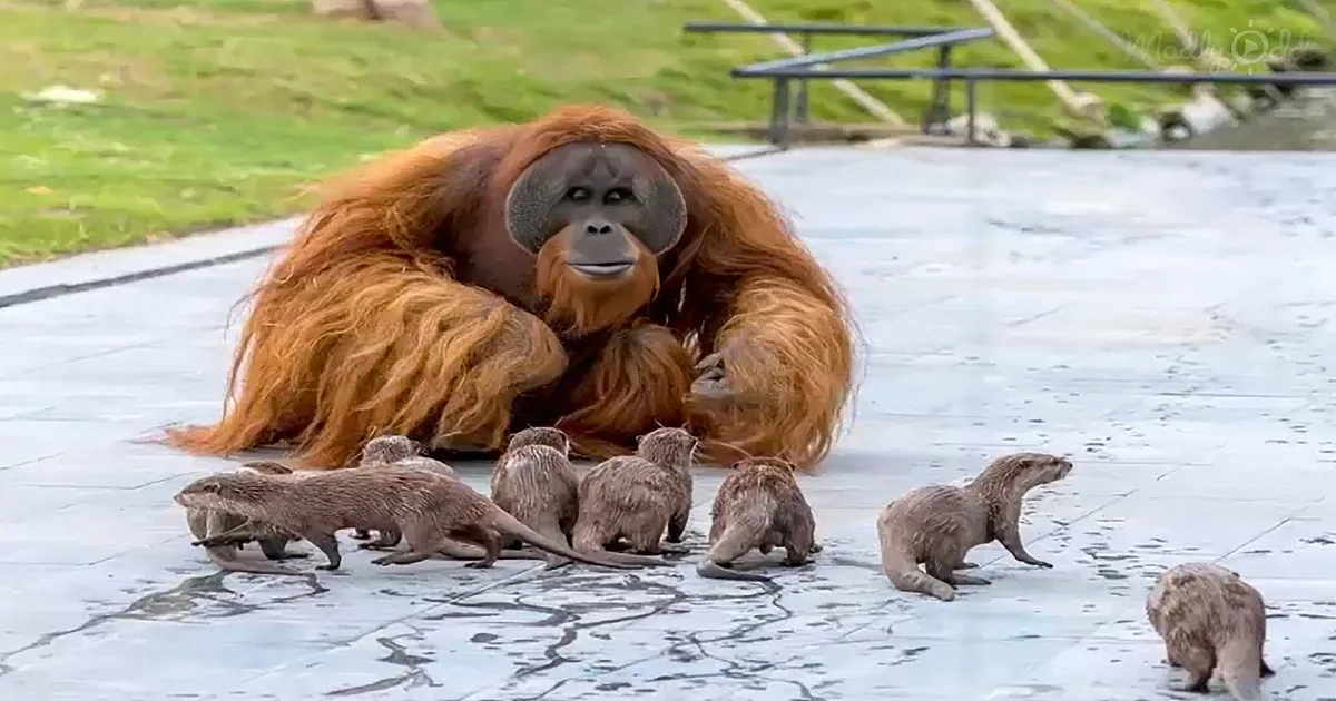 An Unexpected Bond Emerges Between Orangutans and Otters