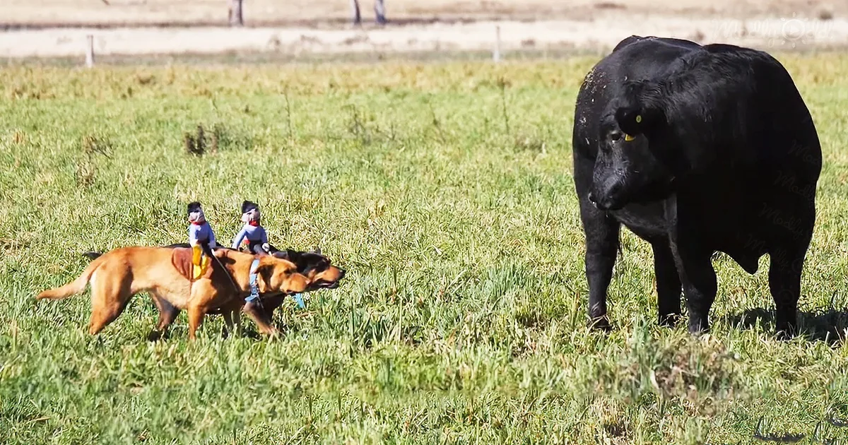 Tiny Cowboys Riding Dogs Bring the Cows Home and Their Conversation Is Hilarious
