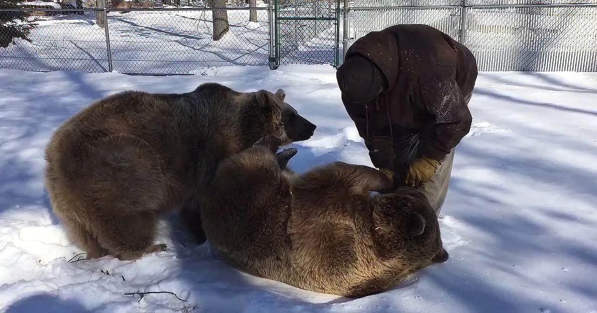 A person in a brown jacket hugs a large brown bear in a snowy enclosure.