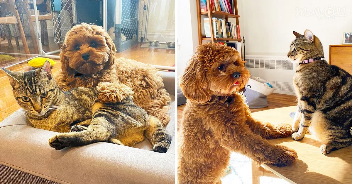 Kitten Doesn''t Want to Share Her Puppy Sister With Anyone Else