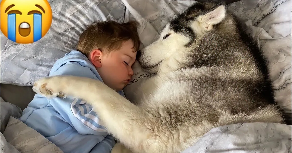 Husky and Little Boy Must Cuddle Before Falling Asleep in Adorable Home Video