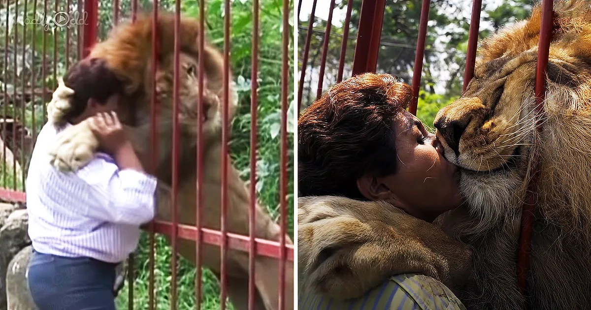 Emotional Lion Reunites With His Human Mother After Many Years.