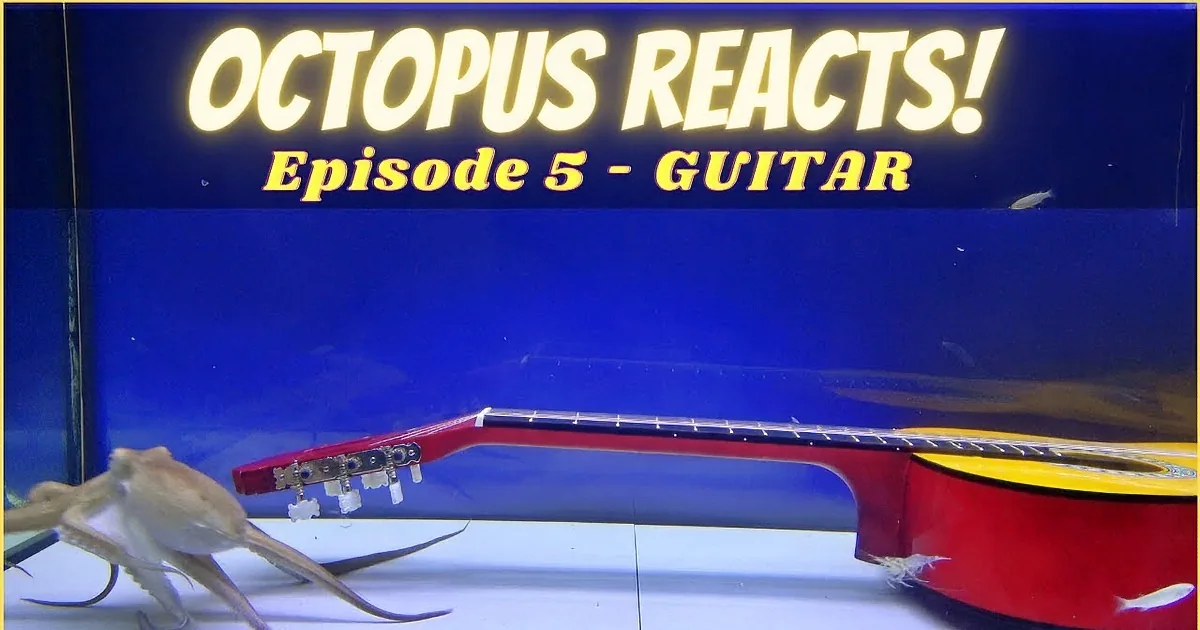With Guitar in Sight, Curious Octopus Caught on Camera Pulling at the Heartstrings