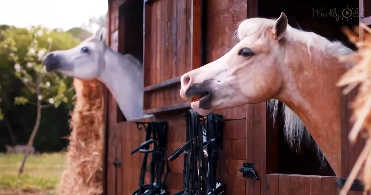 Horses laugh at man