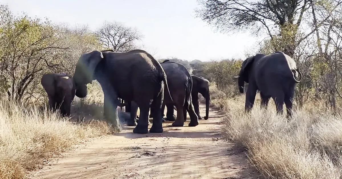 Elephants walk in a line on a dirt path surrounded by dry grass and trees.