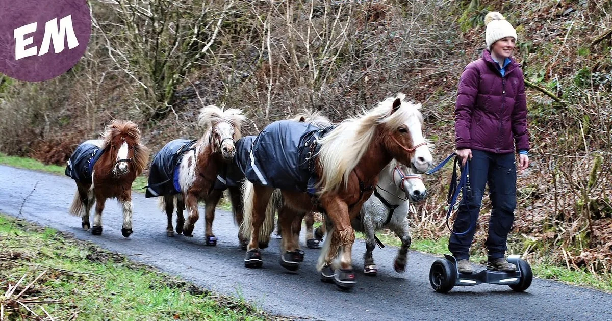 Mini Ponies Happily Trotting Along in Their Boots and Coats Go for a Brisk Morning Walk