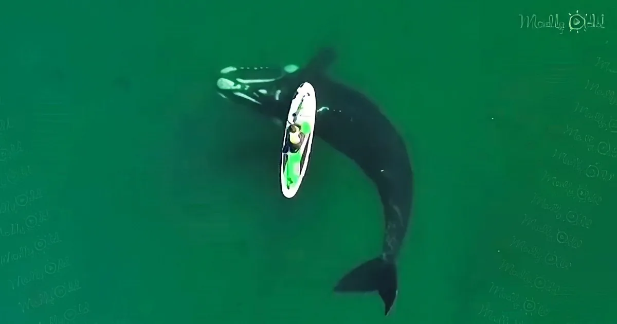 A large whale swims near a person on a surfboard in greenish water.
