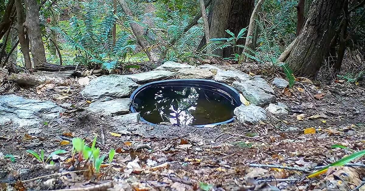 Hidden Camera Video Showcases Shocking Variety of Wildlife in Backyard of Us Home