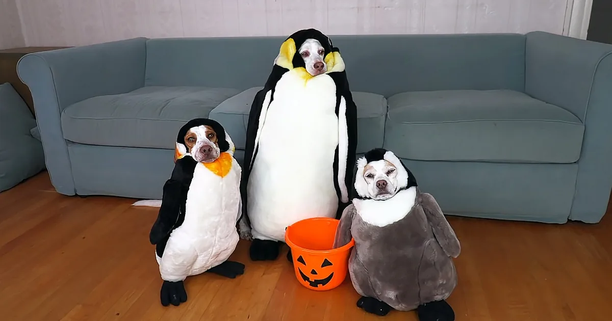 Three dogs in penguin costumes stand with a pumpkin bucket in front of a blue couch.