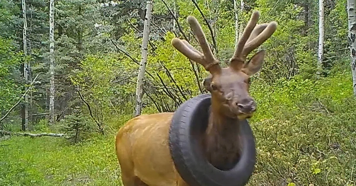 Elk Rescued After Carrying Tire Around Neck for Two Years