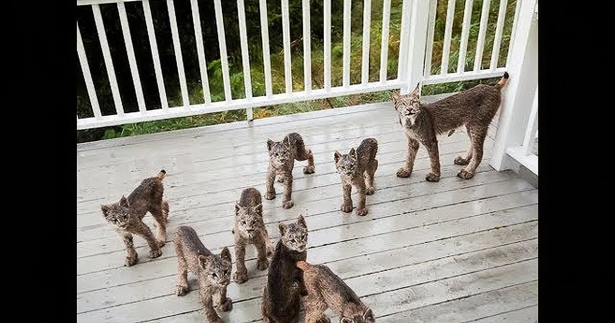 Awestruck Alaskan Man Wakes up to Find a Family of Lynx Playing on His Porch