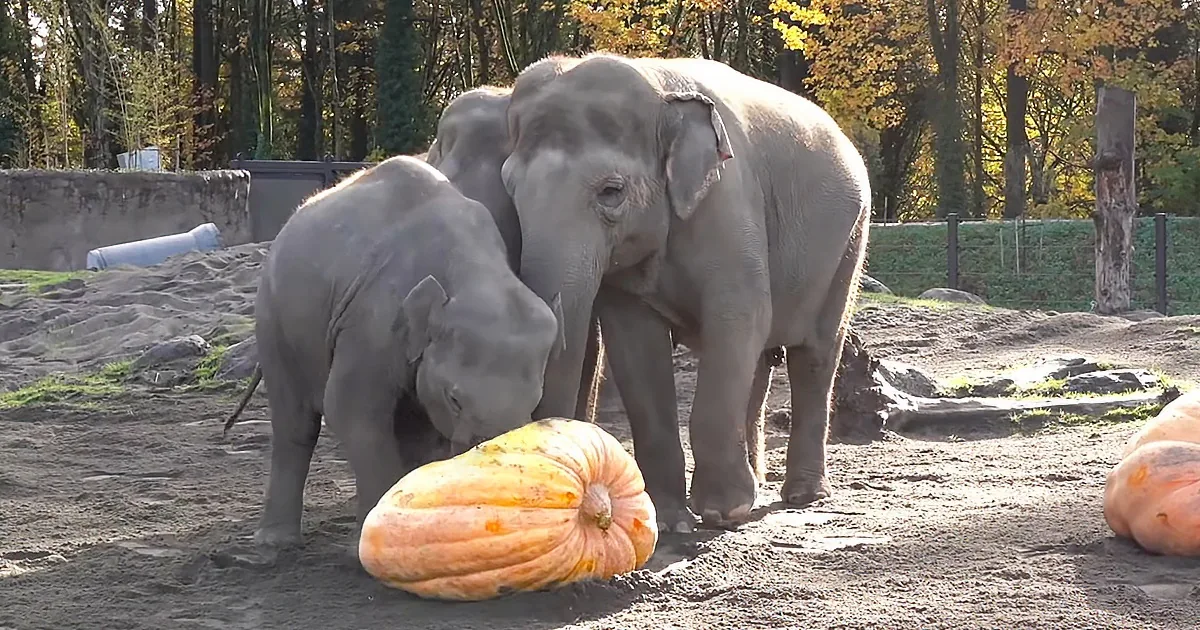 Elephants Popping Pumpkins Like Bubble Wrap Is so Satisfying to Watch