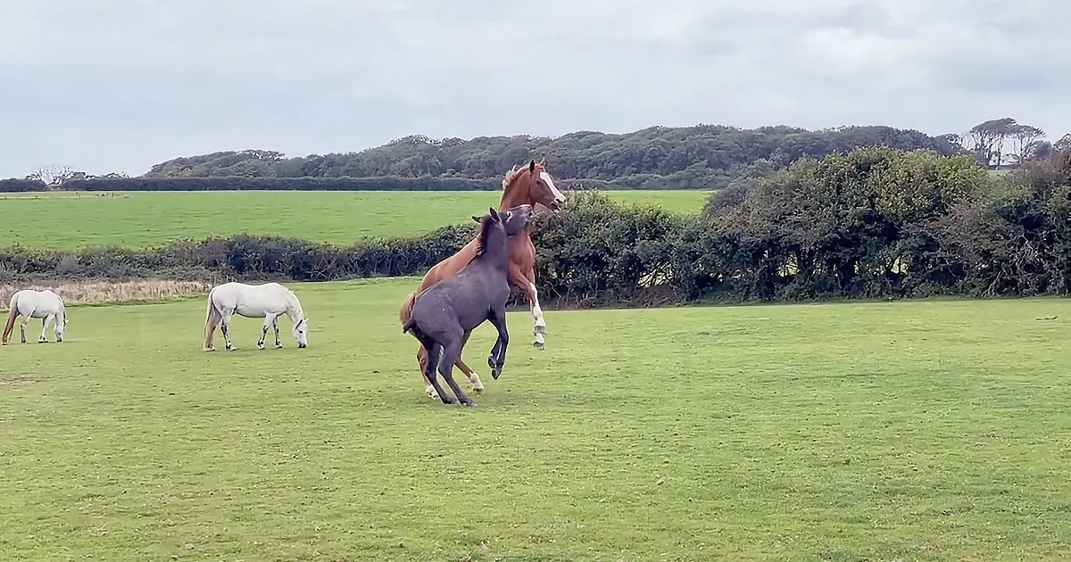 Cheeky Mule Loves to Cause Mayhem and Keeps All the Other Ponies on Their Toes!