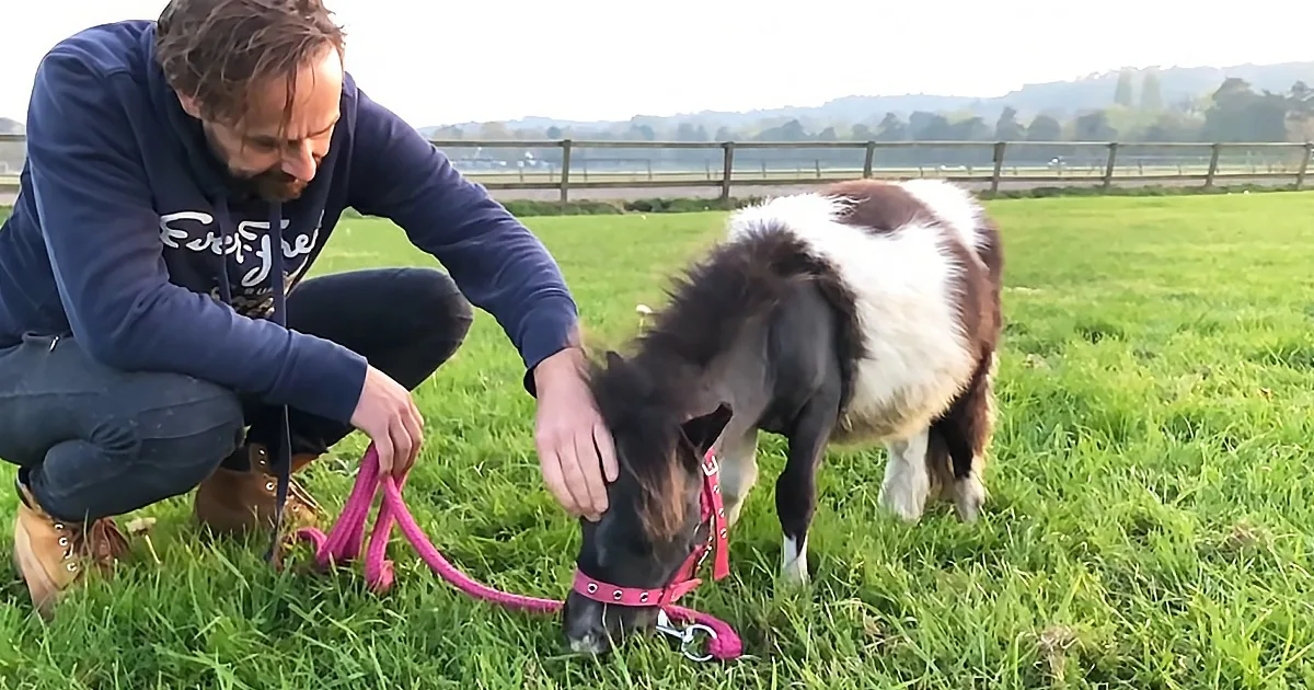 A man kneels beside a small pony with a pink halter in a grassy field.