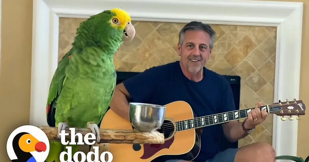 Parrot Can''t Help but Sing When Her Dad Plays Guitar