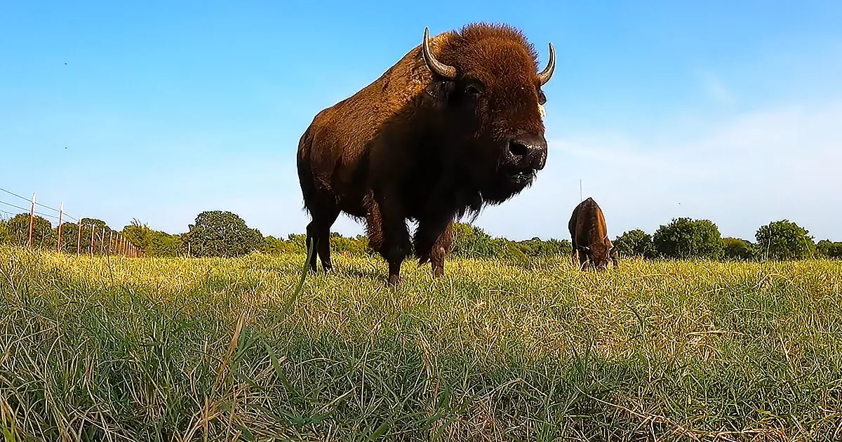 Epic Shots of Bison Herd Grazing on a Buffalo Ranch
