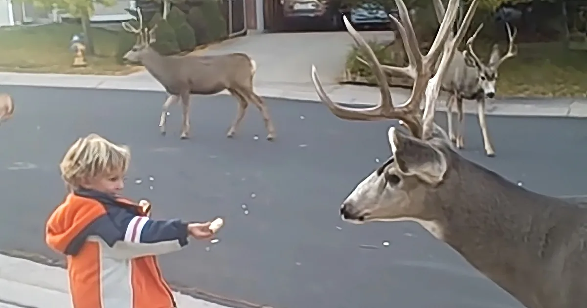 A young boy in an orange jacket feeds a deer on a suburban street, with other deer nearby.