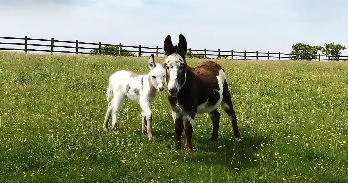 Donkey Rejected at Birth Finds New Mama