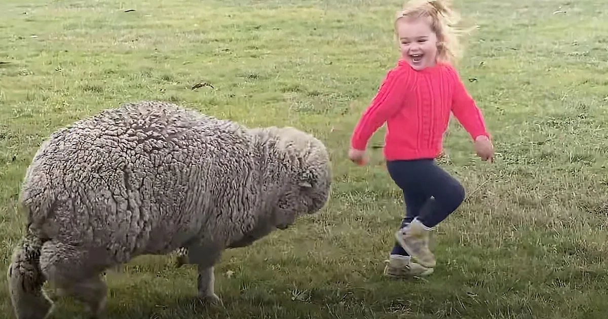 Orphaned Lamb Runs to His Favorite Toddler Like a Puppy