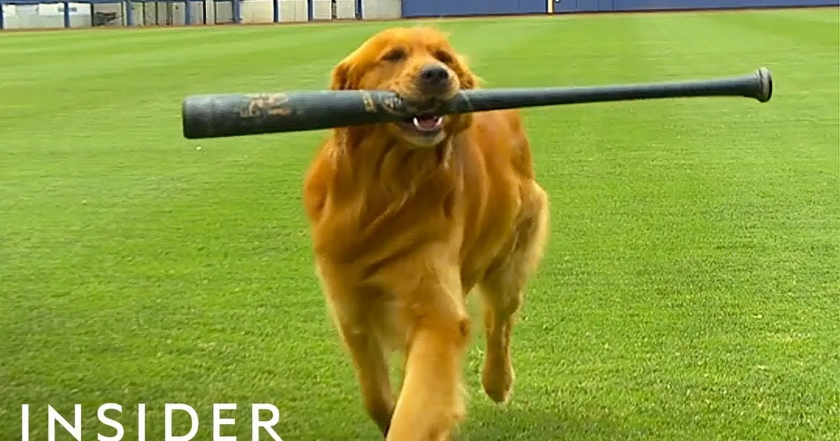 A golden retriever runs on a green field, carrying a black stick in its mouth.