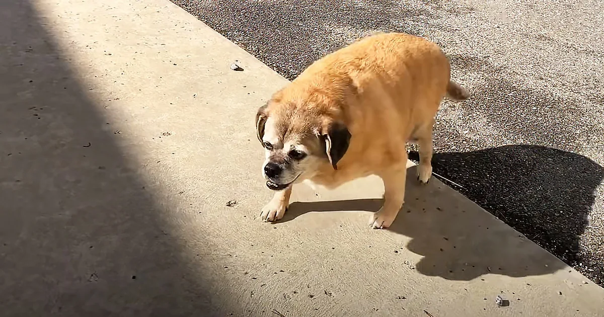 A light brown dog stands on a concrete sidewalk, looking slightly to the left with its mouth slightly open.
