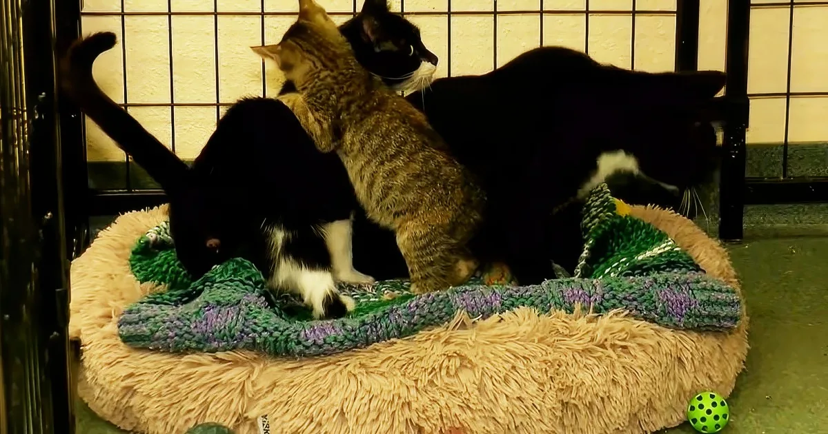 Kitten and blind cat