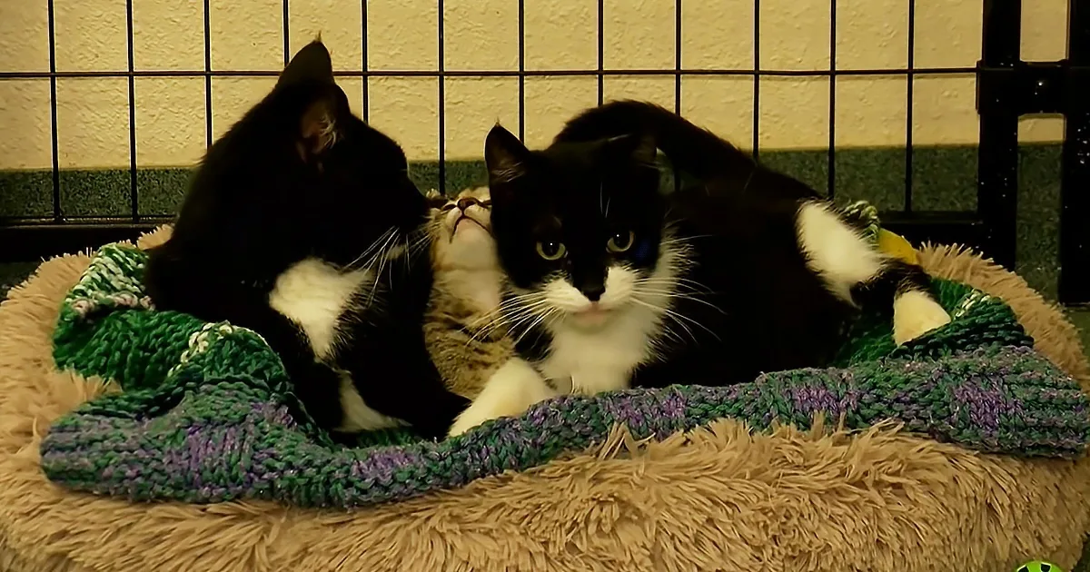 Kitten Learns to Be ''Seeing Eye'' Cat for Blind Cat