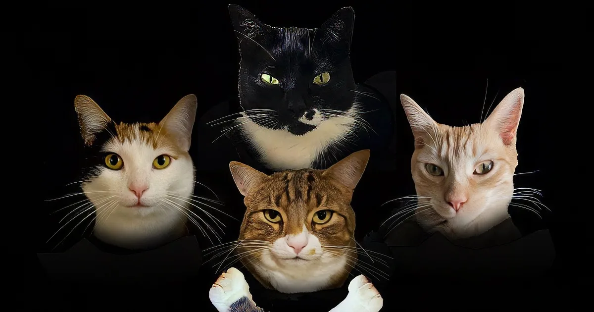Four cat faces with distinct fur colors and expressions against a black background.