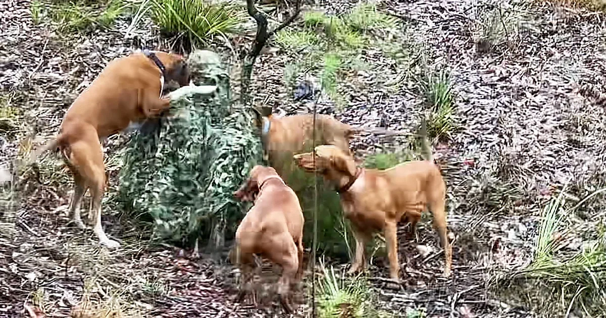 Four brown dogs are gathered around a bush, with one dog sniffing the ground.