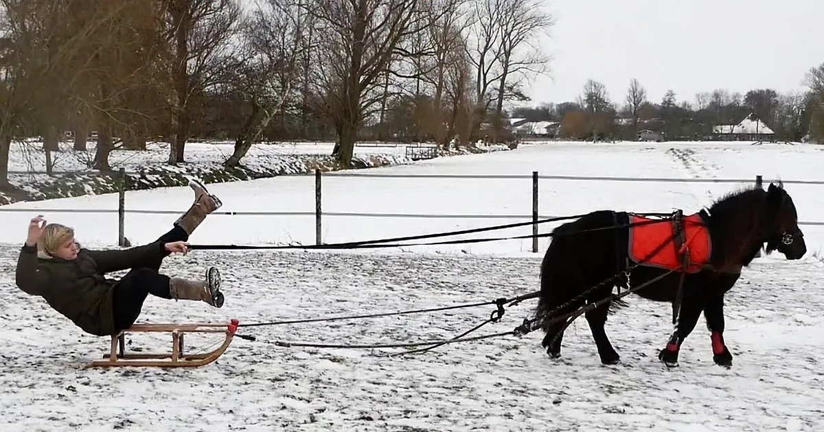 Equestrians Go Pony Sledding With Hilarious Results