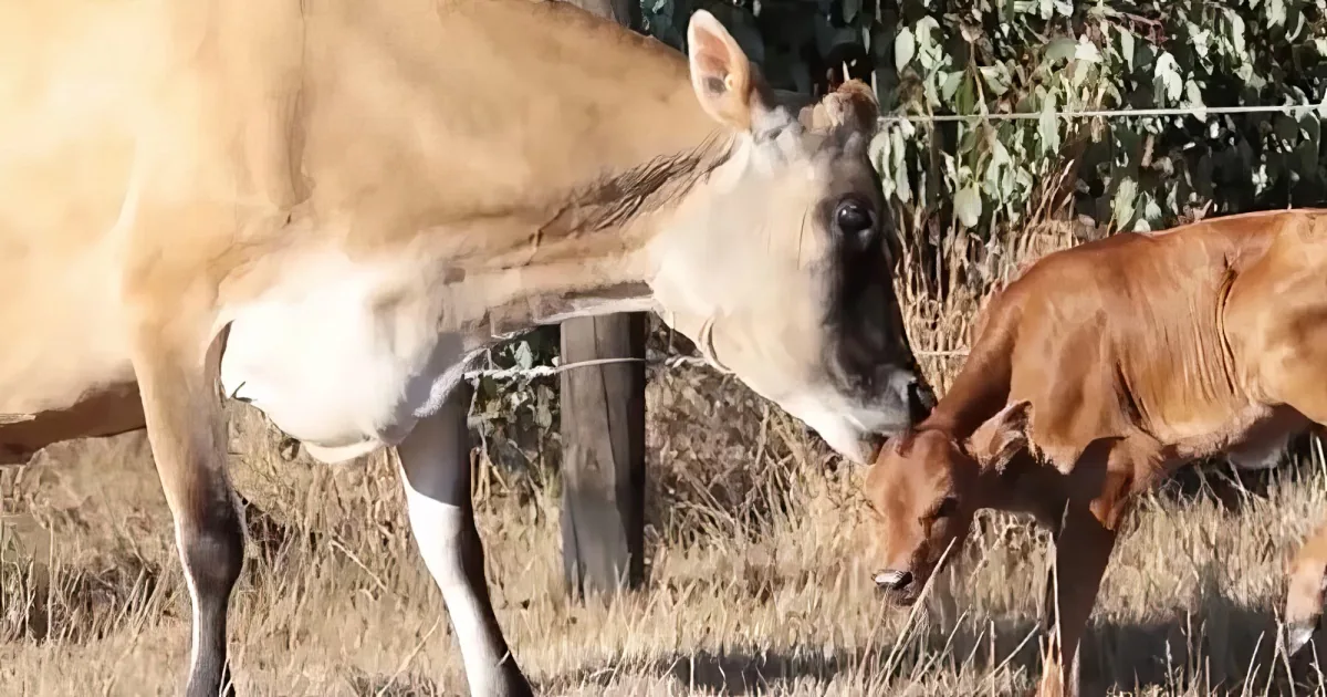 Mama cow and calf