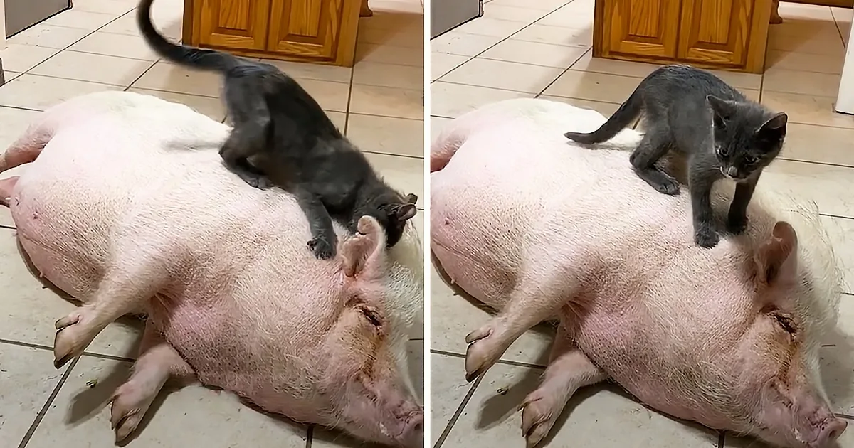 Kitten Wins Rescued Pig Sister''s Heart, Rides on Her Back
