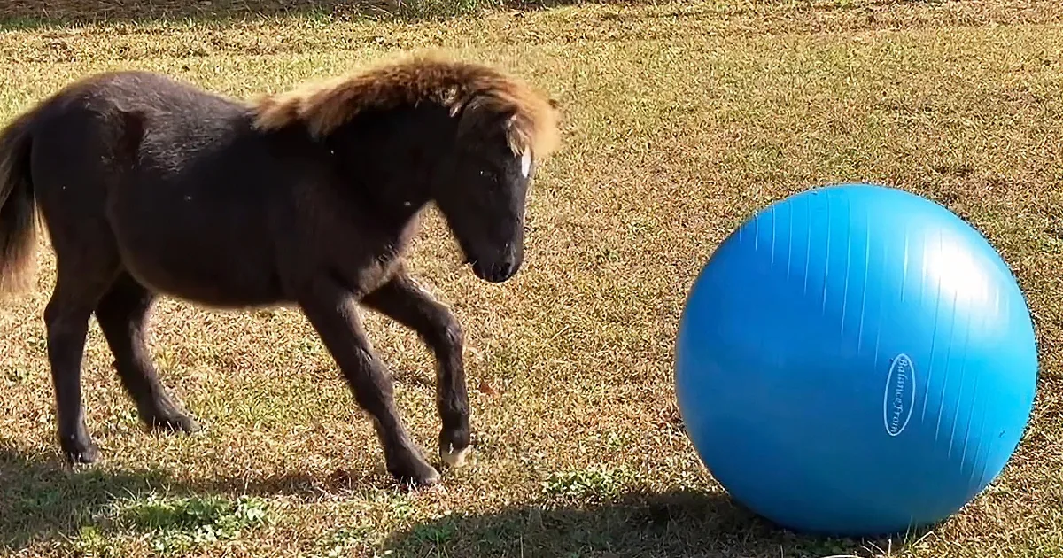 Mini Horse Can't Contain His Excitement When He Sees His Birthday Present
