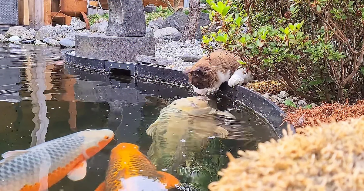 A cat perches on a black structure near a pond, observing koi fish swimming nearby.