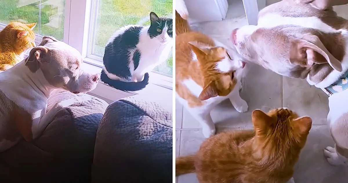 A cat and dog are interacting on a couch and floor, with another cat observing nearby.