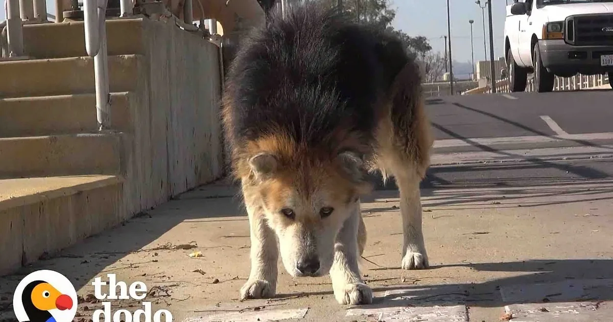 A large, shaggy dog stands on a concrete surface near stairs and a vehicle, basking in sunlight.