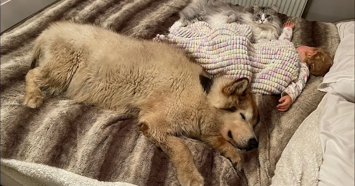 A fluffy dog and a cat rest on a cozy bed with a child, all under a pastel blanket.
