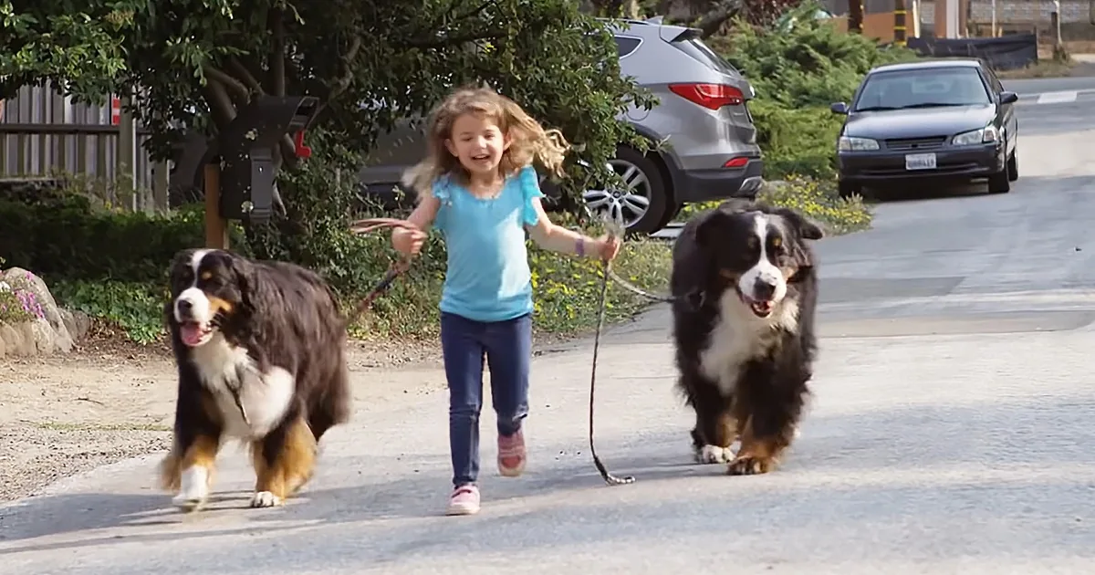 A young girl runs with two large Bernese Mountain Dogs on a suburban street.