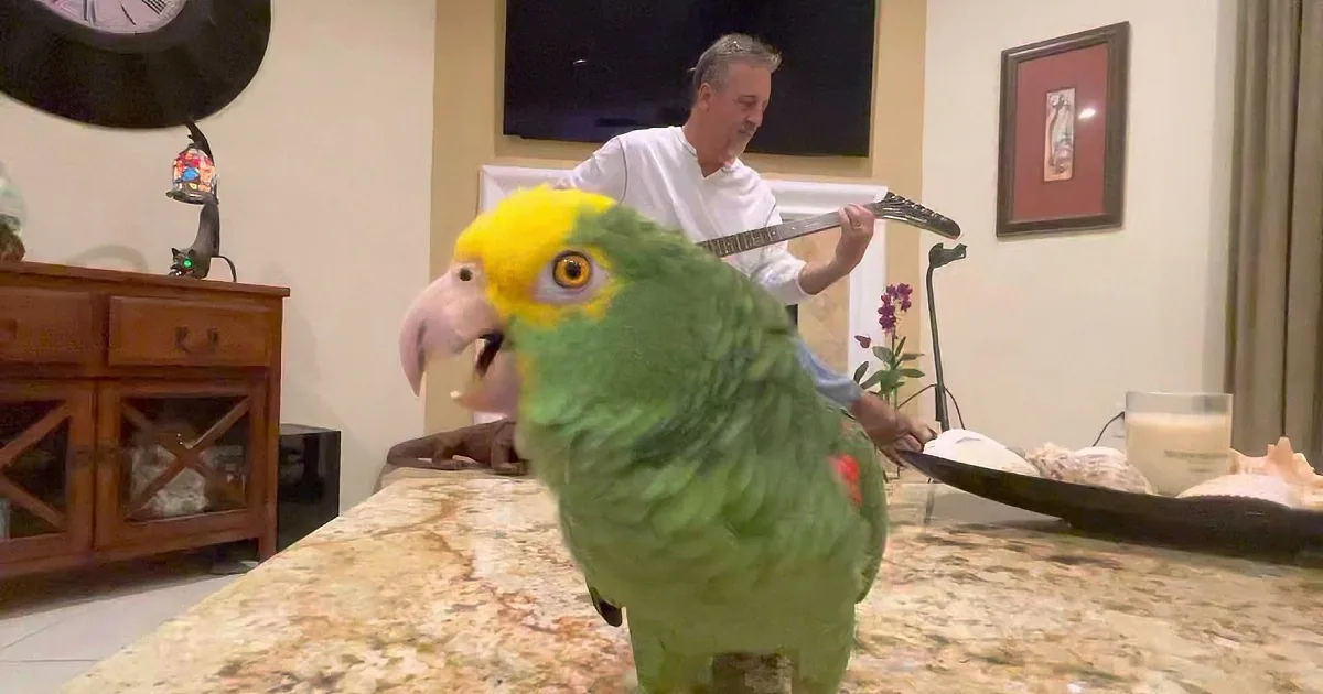 A green parrot with a yellow head perches on a marble surface, while a man plays a guitar in the background.